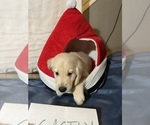 Small Photo #22 Golden Retriever Puppy For Sale in KENOVA, WV, USA