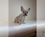 Small #1 French Bulldog