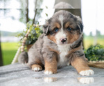 Small Photo #12 Miniature American Shepherd Puppy For Sale in CHRISTIANA, PA, USA
