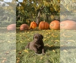 Puppy 2 Labrador Retriever