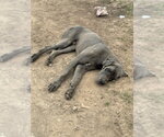 Small #4 Great Dane
