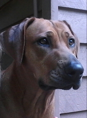 Rhodesian Ridgeback Puppy for sale in MURPHY, NC, USA