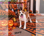 Small Photo #2 American Pit Bull Terrier-Unknown Mix Puppy For Sale in Southbury, CT, USA