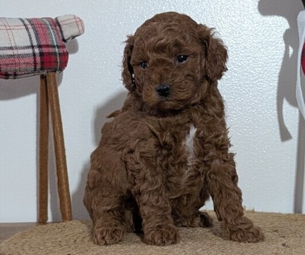 Medium Photo #5 Poodle (Miniature) Puppy For Sale in GOSHEN, IN, USA