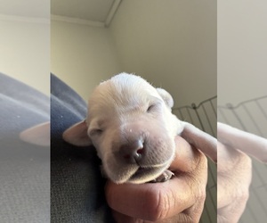 Labrador Retriever Puppy for sale in OSYKA, MS, USA