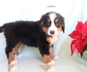 Bernese Mountain Dog Puppy for sale in SHILOH, OH, USA