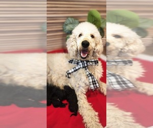 Mother of the Goldendoodle puppies born on 11/04/2025