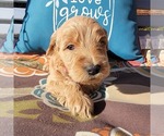 Small Photo #1 Goldendoodle (Miniature) Puppy For Sale in PEARCY, AR, USA