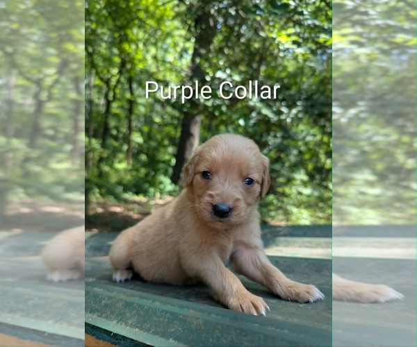 Medium Photo #1 Golden Retriever Puppy For Sale in RAEFORD, NC, USA