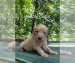Image preview for Ad Listing. Nickname: Litter of 10