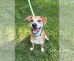 Small Feist Terrier Mix