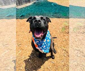 American Pit Bull Terrier-Labrador Retriever Mix Dogs for adoption in Houston, TX, USA