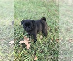 Small #4 Pug