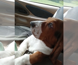 Basset Hound Puppy for sale in LEAVENWORTH, KS, USA