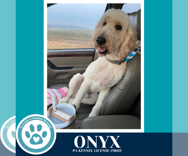 Medium Photo #2 Goldendoodle Puppy For Sale in Kimberton, PA, USA