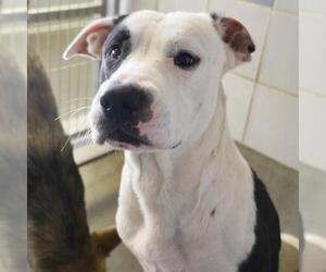 American Staffordshire Terrier Dogs for adoption in San Antonio, TX, USA