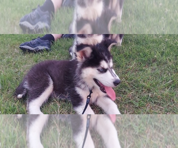 Medium Photo #3 Siberian Husky Puppy For Sale in OLIVE BRANCH, MS, USA