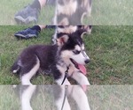 Small Photo #3 Siberian Husky Puppy For Sale in OLIVE BRANCH, MS, USA