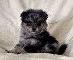 Small #2 Pomeranian