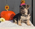 Small #4 French Bulldog