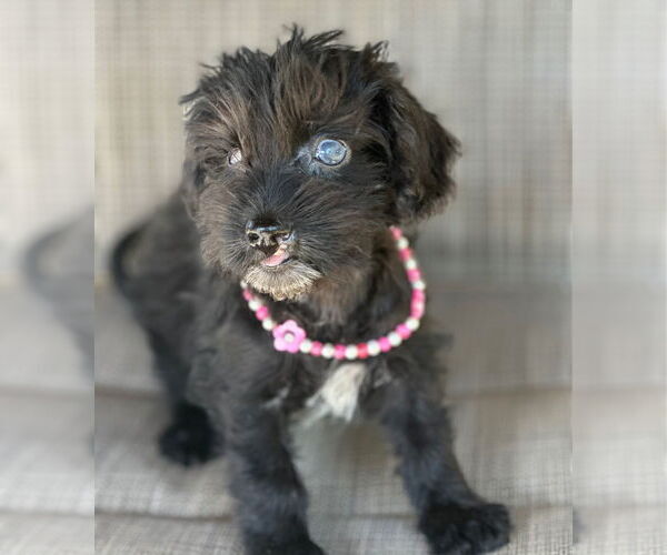 Medium Photo #3 Dachshund-Unknown Mix Puppy For Sale in Weston, FL, USA