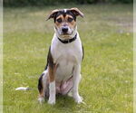 Small #1 American Staffordshire Terrier Mix