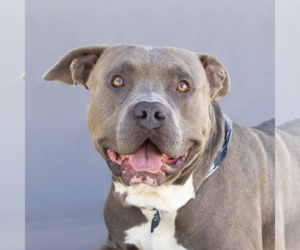 Medium American Pit Bull Terrier
