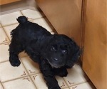 Small Photo #4 Cockapoo Puppy For Sale in SILVERTON, OR, USA