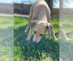 Small Photo #33 Italian Greyhound Puppy For Sale in SAINT GEORGE, UT, USA
