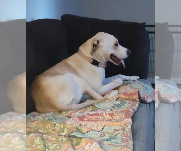 Medium Photo #4 Labrador Retriever-Unknown Mix Puppy For Sale in Boston, MA, USA