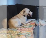 Small #3 Labrador Retriever Mix