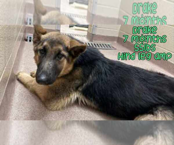 Medium Photo #4 German Shepherd Dog Puppy For Sale in Woodbury, NY, USA