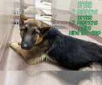 Small #3 German Shepherd Dog
