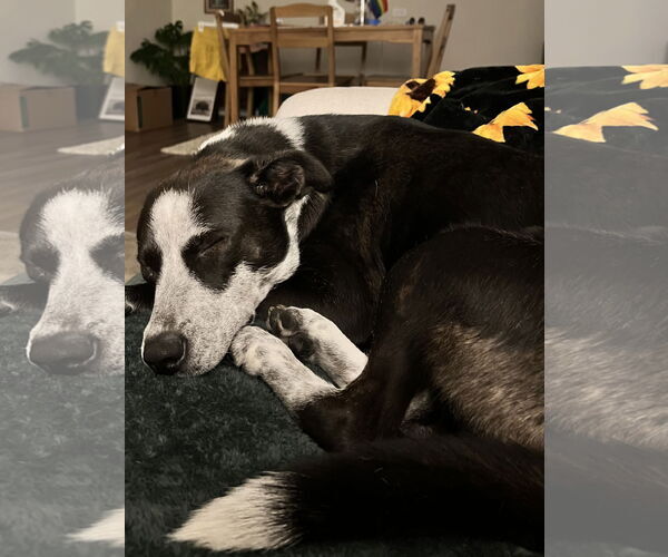 Medium Photo #4 Mutt Puppy For Sale in Aurora, CO, USA
