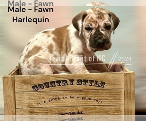 Great Dane Puppy for Sale in THOMASVILLE, North Carolina USA