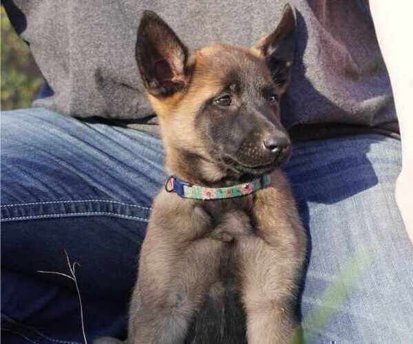 Medium Photo #5 Belgian Malinois Puppy For Sale in THAYER, MO, USA