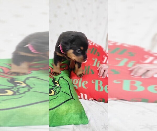 Medium Photo #3 Rottweiler Puppy For Sale in GENEVA, NY, USA