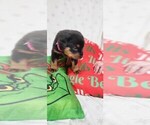 Small #2 Rottweiler