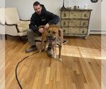 Small #2 American Pit Bull Terrier-Rhodesian Ridgeback Mix