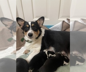 Mother of the Pembroke Welsh Corgi puppies born on 03/17/2024