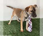 Small #5 Jack Russell Terrier Mix
