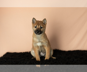 Shiba Inu Puppy for sale in MILLERSBURG, IN, USA