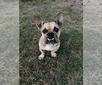 Small French Bulldog Mix