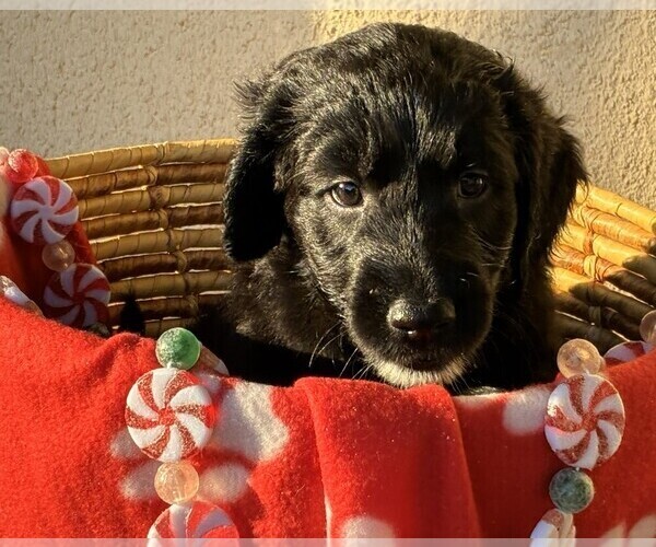 Medium Photo #4 Goldendoodle Puppy For Sale in FORT LAUDERDALE, FL, USA