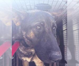 German Shepherd Dog-Unknown Mix Dogs for adoption in Visalia, CA, USA