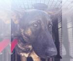 Small German Shepherd Dog Mix