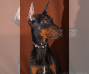 Medium Doberman Pinscher