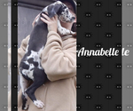 Small Photo #2 Great Dane Puppy For Sale in MERCER, PA, USA