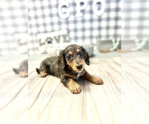 Medium Photo #6 Dachshund Puppy For Sale in MARIETTA, GA, USA