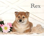 Image preview for Ad Listing. Nickname: Rex